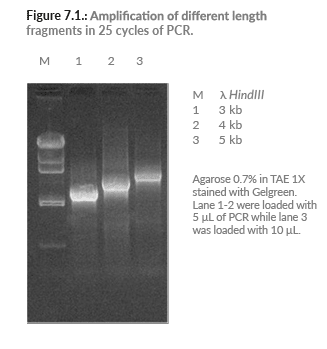 Horse-Power™ Taq DNA Polymerase | Canvax